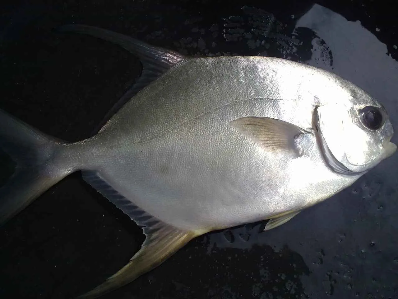 Pilihan Pakan Bawal Bintang