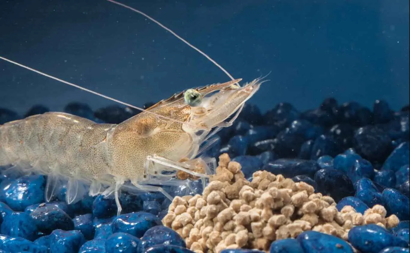 Memahami Pengaruh & Pengelolaan Lumpur Dasar Tambak Udang.webp