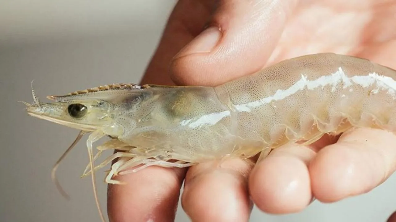 Jadwal Monitoring Kesehatan Udang