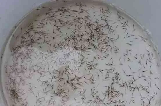 Pembenihan Udang Vaname