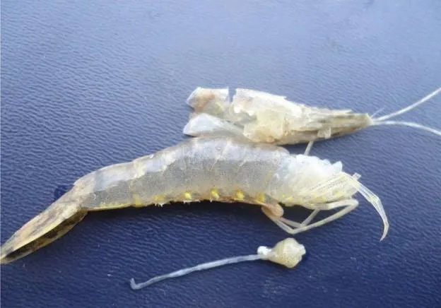 Cek Penyakit Udang Mandiri