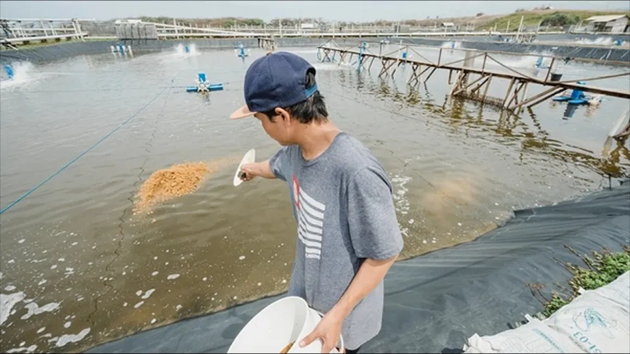 3 Langkah Menjaga Ekosistem Tambak Udang Agar Mikroba Lebih Stabil