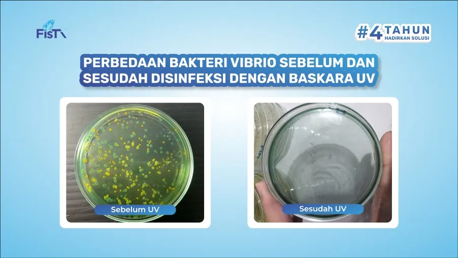3 Langkah Menjaga Ekosistem Tambak Udang Agar Mikroba Lebih Stabil