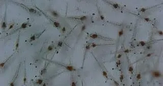 Rekomendasi 4 Pakan Benur Protein Tinggi