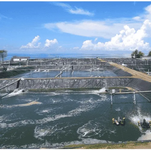 Hasanuddin Atjo: Industri Udang Perlu Contoh Ekuador dalam Mengatasi Masalah Penyakit, Mutu Benur, dan Mutu Produk