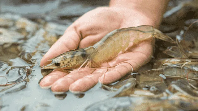 Cara Budidaya Udang Vaname dari Perencanaan sampai Panen