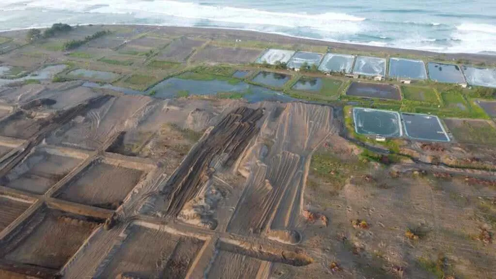 Cara Budidaya Udang Vaname dari Perencanaan sampai Panen