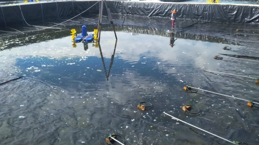 Cara Budidaya Udang Vaname dari Perencanaan sampai Panen