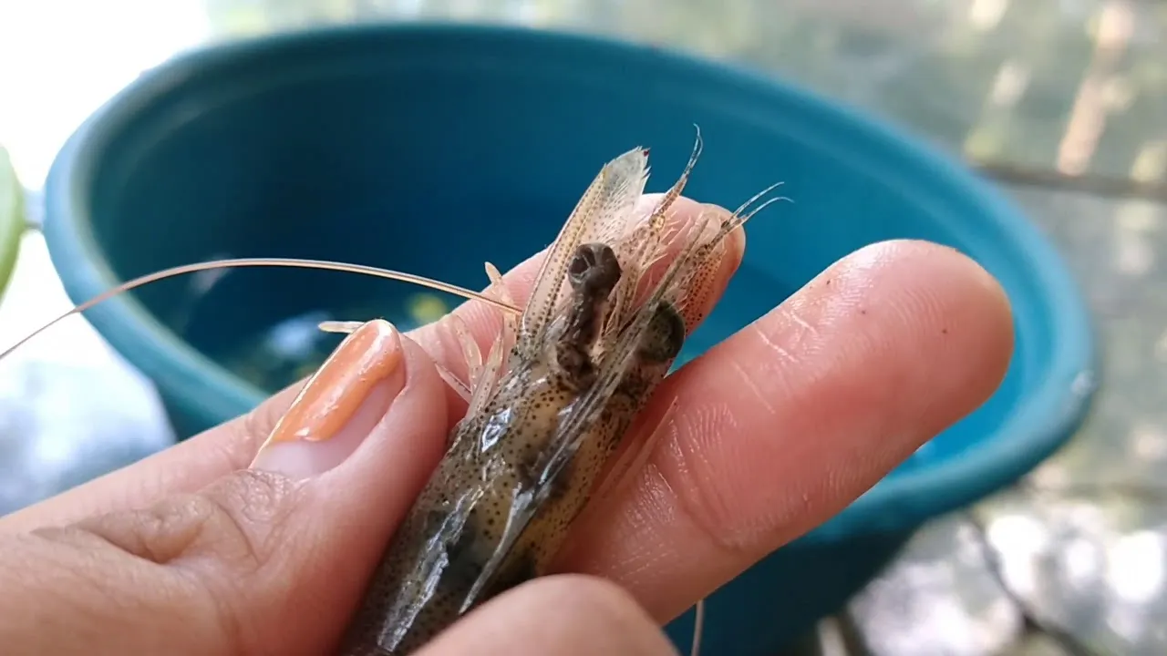 Penjelasan Teknik Ablasi Mata Udang Vaname