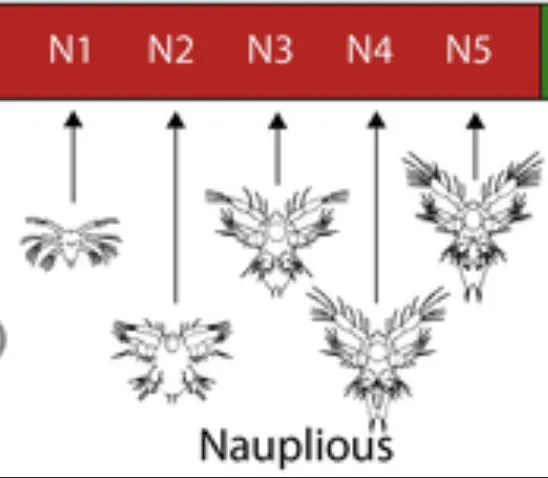 Siklus Hidup Udang Vaname Lengkap Beserta Gambarnya