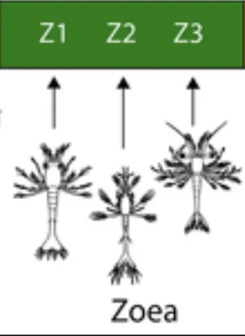 Siklus Hidup Udang Vaname Lengkap Beserta Gambarnya