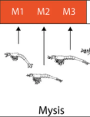 Siklus Hidup Udang Vaname Lengkap Beserta Gambarnya