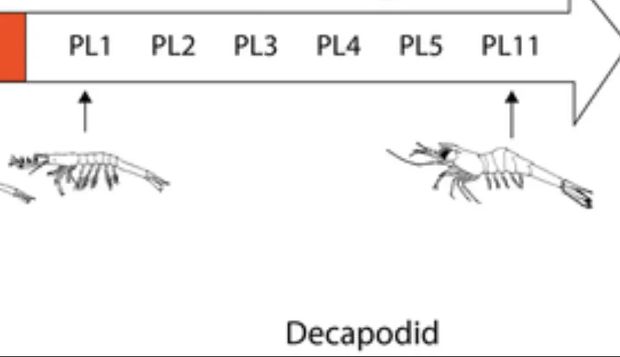 Siklus Hidup Udang Vaname Lengkap Beserta Gambarnya