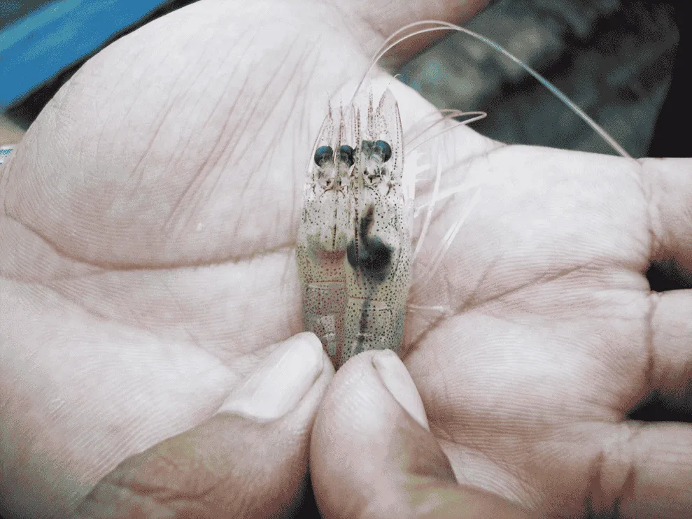 Berikut Cara Efektif Mengatasi AHPND pada Udang