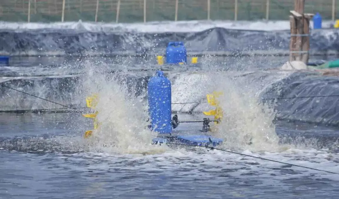 Berikut Cara Efektif Mengatasi AHPND pada Udang