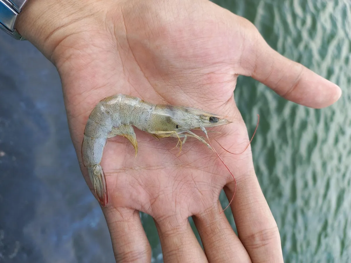 Ini 6 Cara Mempercepat Molting Udang Vaname