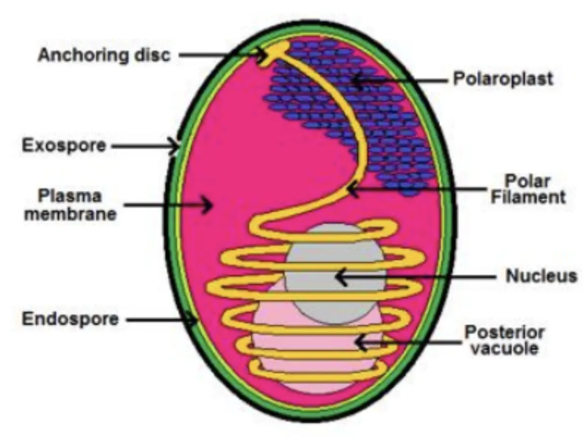 Kenali Penyakit EHP, Cara Pencegahan dan Pengobatan