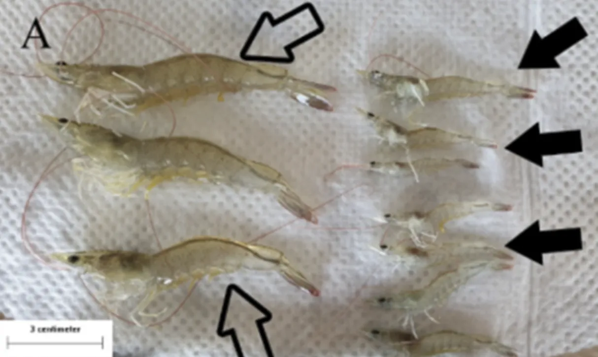 Kenali Penyakit EHP, Cara Pencegahan dan Pengobatan