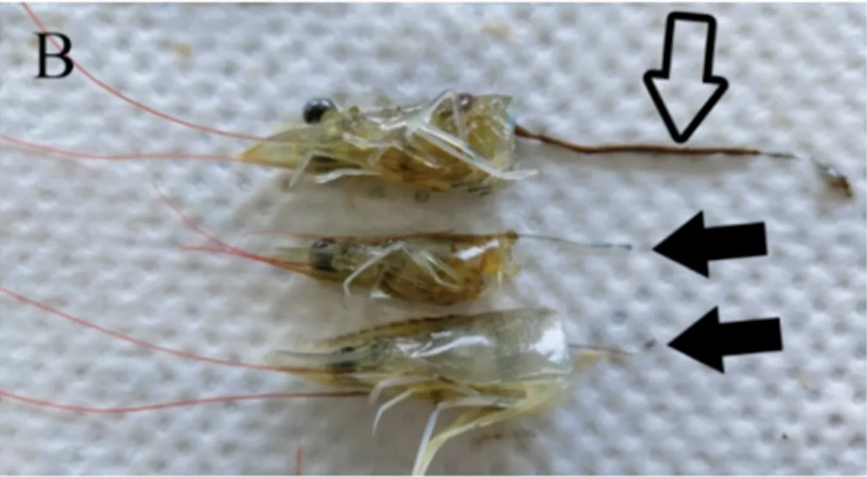 Kenali Penyakit EHP, Cara Pencegahan dan Pengobatan