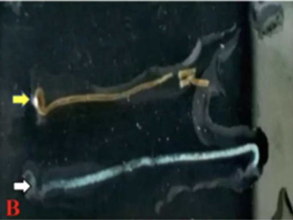 Kenali Penyakit EHP, Cara Pencegahan dan Pengobatan