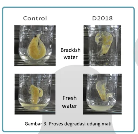 Cara Menghilangkan Amonia pada Dasar Tambak Udang
