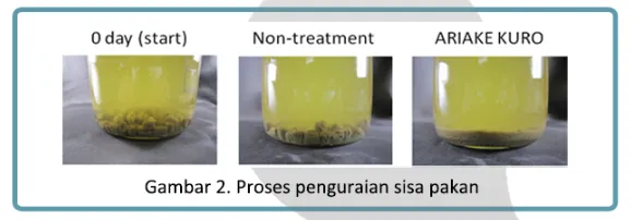 Cara Menghilangkan Amonia pada Dasar Tambak Udang