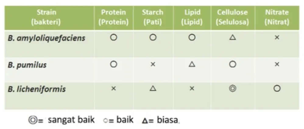 Cara Menurunkan Nitrit di Tambak Udang dengan Probiotik