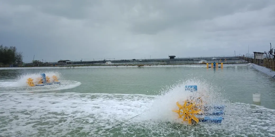 Memahami Efek & Tips Budidaya Udang Saat Musim Hujan