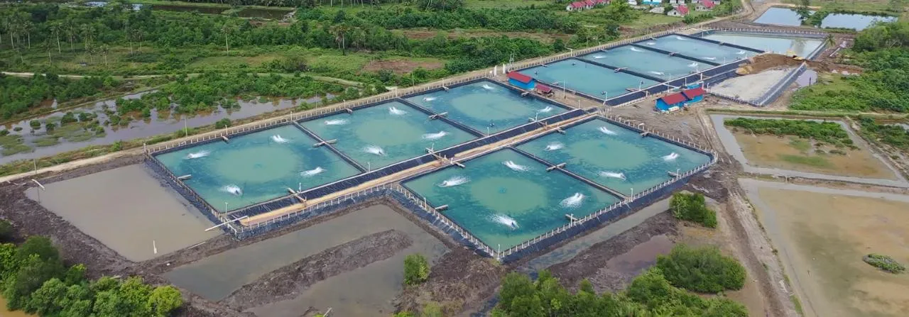 Tata Cara Komplit Biosecurity Tambak Udang Vaname