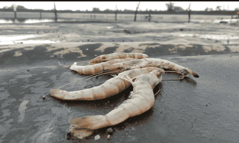 5 Pilihan Campuran Pakan untuk Lengkapi Nutrisi Udang