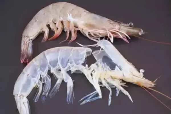 Kenali Tahapan & Penanganan Molting pada Udang