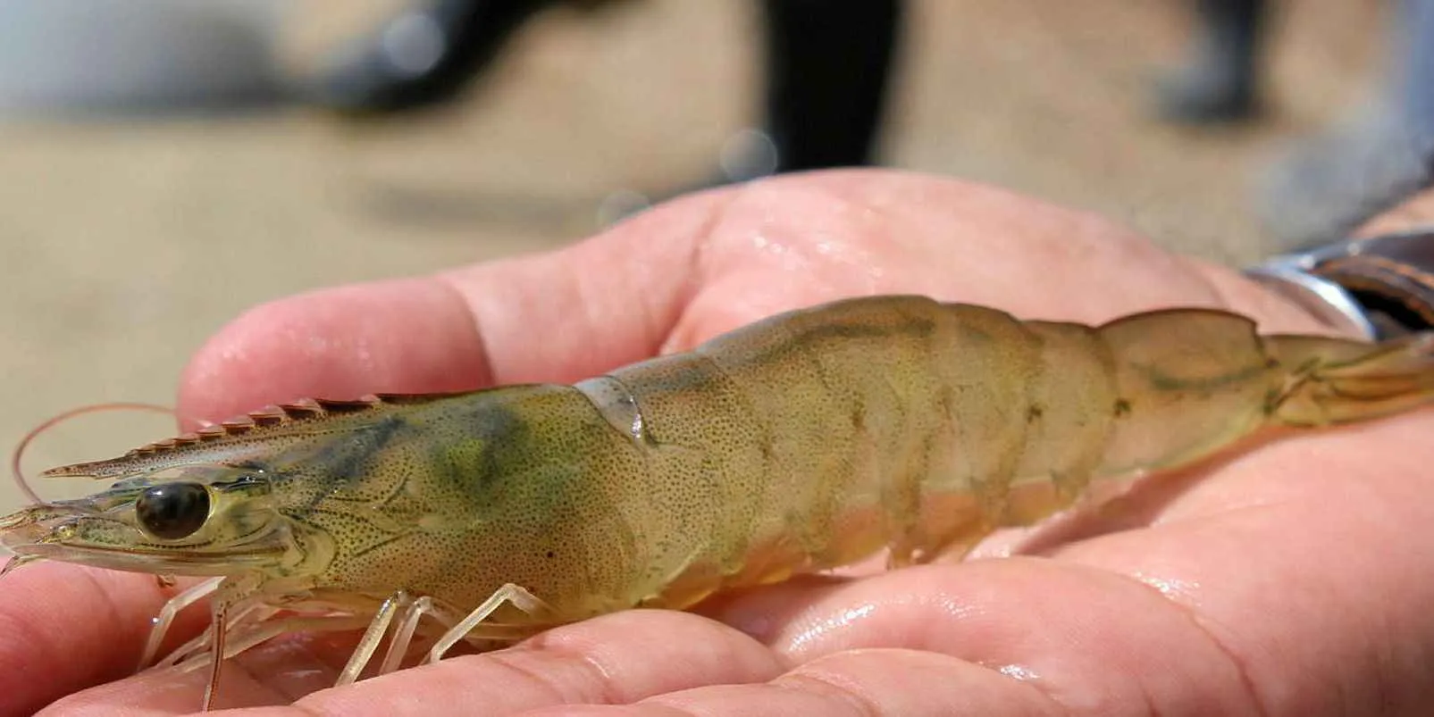 Tips & Cara Pemberian Mineral pada Udang