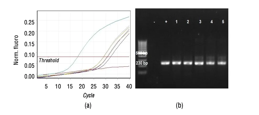 PCR: Cara Akurat Cek Penyakit Udang Vaname