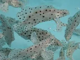 3 Pakan Ikan Air Laut Pilihan untuk Mempercepat Pertumbuhan