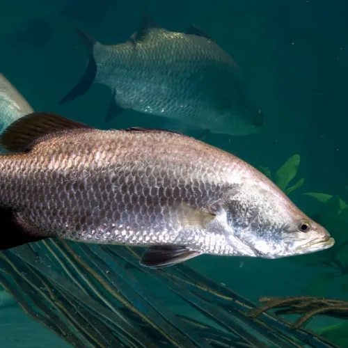 3 Pakan Ikan Air Laut Pilihan untuk Mempercepat Pertumbuhan