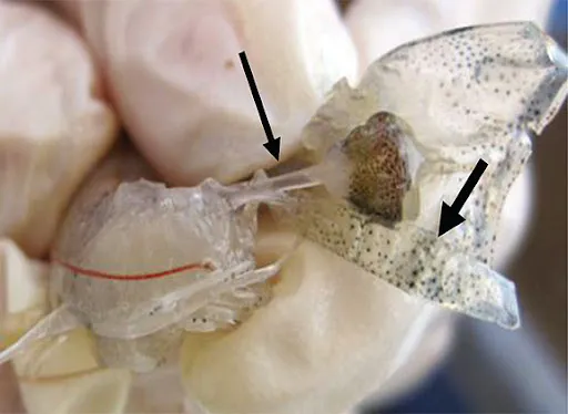 10 Jenis Penyakit Udang Vaname Kronis & Tips Mengatasinya