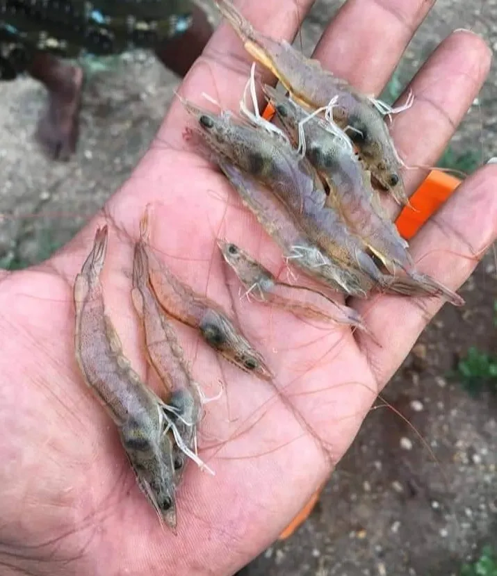 10 Jenis Penyakit Udang Vaname Kronis & Tips Mengatasinya