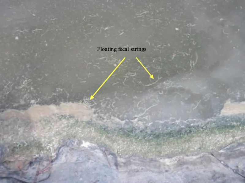 10 Jenis Penyakit Udang Vaname Kronis & Tips Mengatasinya