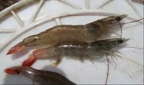 10 Jenis Penyakit Udang Vaname Kronis & Tips Mengatasinya