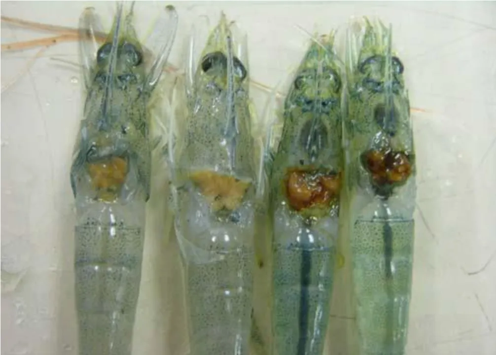 10 Jenis Penyakit Udang Vaname Kronis & Tips Mengatasinya