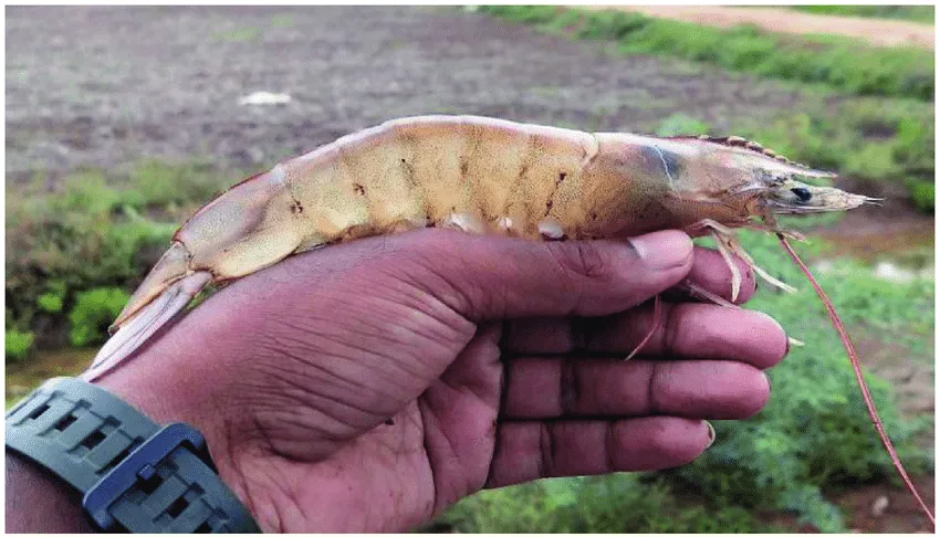 10 Jenis Penyakit Udang Vaname Kronis & Tips Mengatasinya