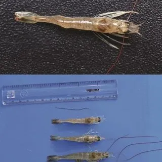 10 Jenis Penyakit Udang Vaname Kronis & Tips Mengatasinya