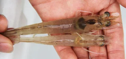 10 Jenis Penyakit Udang Vaname Kronis & Tips Mengatasinya