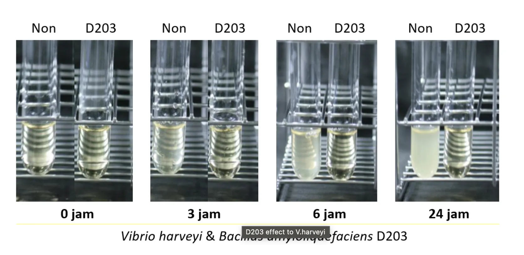 Langkah Efektif Mengatasi Vibrio di Tambak Udang Vaname