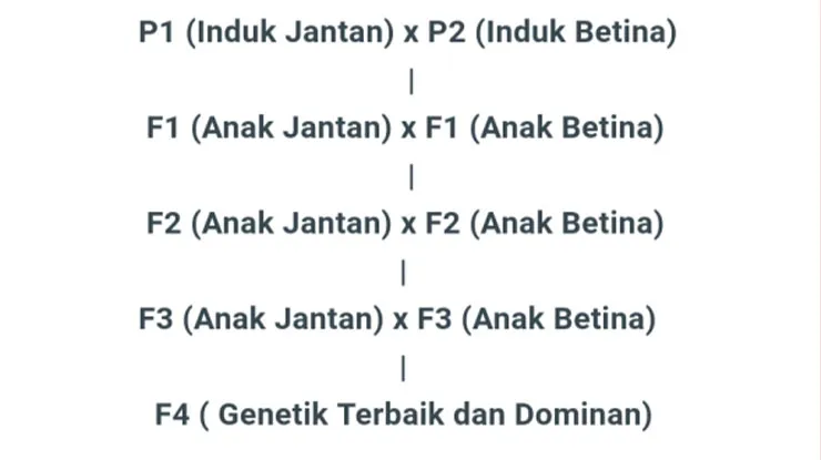 Genetik Ikan Cupang