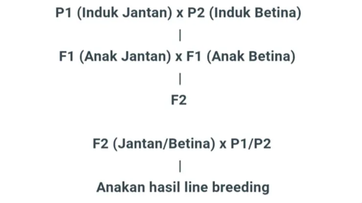 Genetik Ikan Cupang