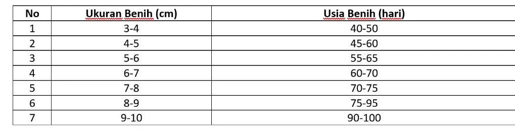 6 Cara Mudah Budidaya Ikan Kerapu sampai Sukses