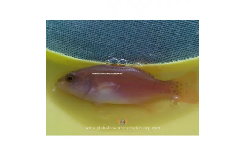 6 Cara Mudah Budidaya Ikan Kerapu sampai Sukses