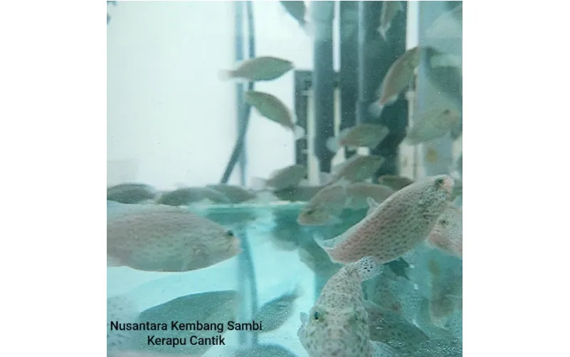 6 Cara Mudah Budidaya Ikan Kerapu sampai Sukses