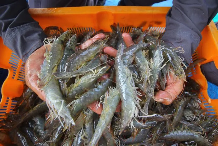 Harga Udang Turun, HPP Naik, Sistem Budidaya Perlu Dibenahi